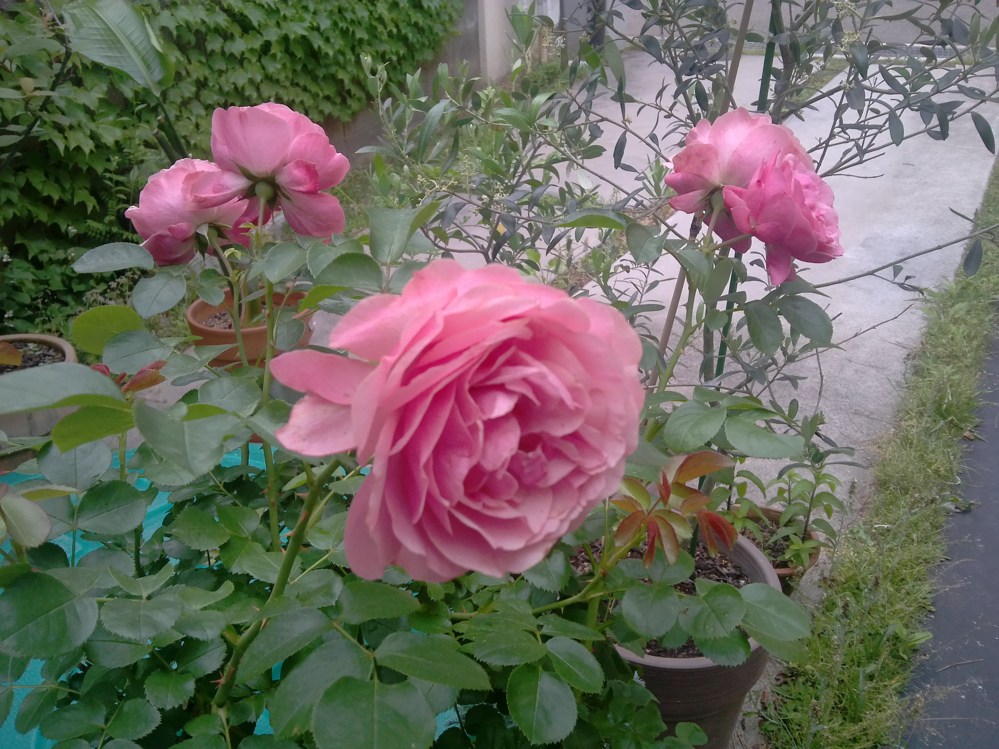 レオナルド ダ ヴィンチ 美しい薔薇に なんとか間に合った 趣味の園芸 バラ つるバラの育て方 植付け 剪定 切り戻し