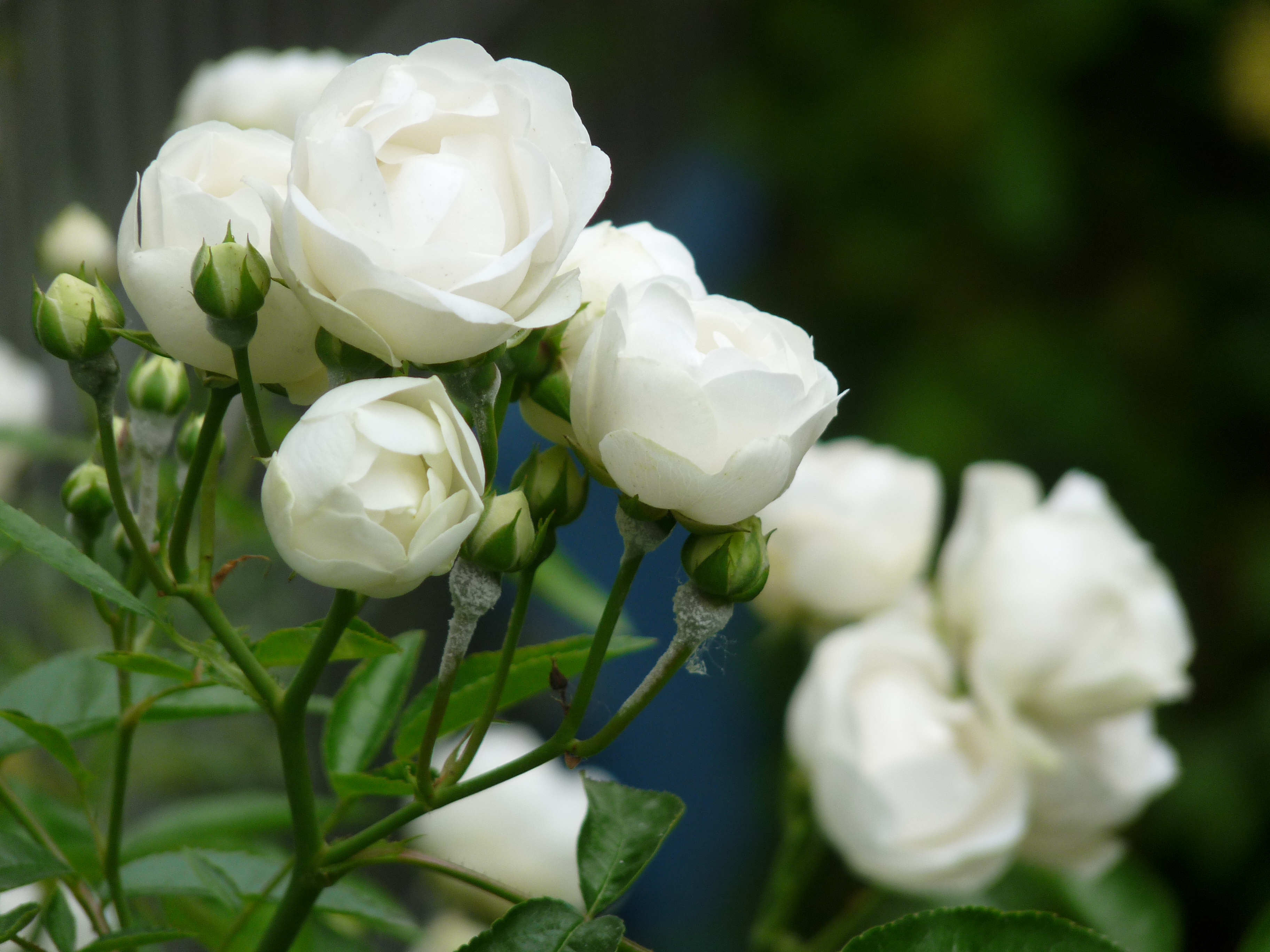 ミニの白バラ シュネープリンセス 毎年 花首に 趣味の園芸 バラ つるバラの育て方 植付け 剪定 切り戻し