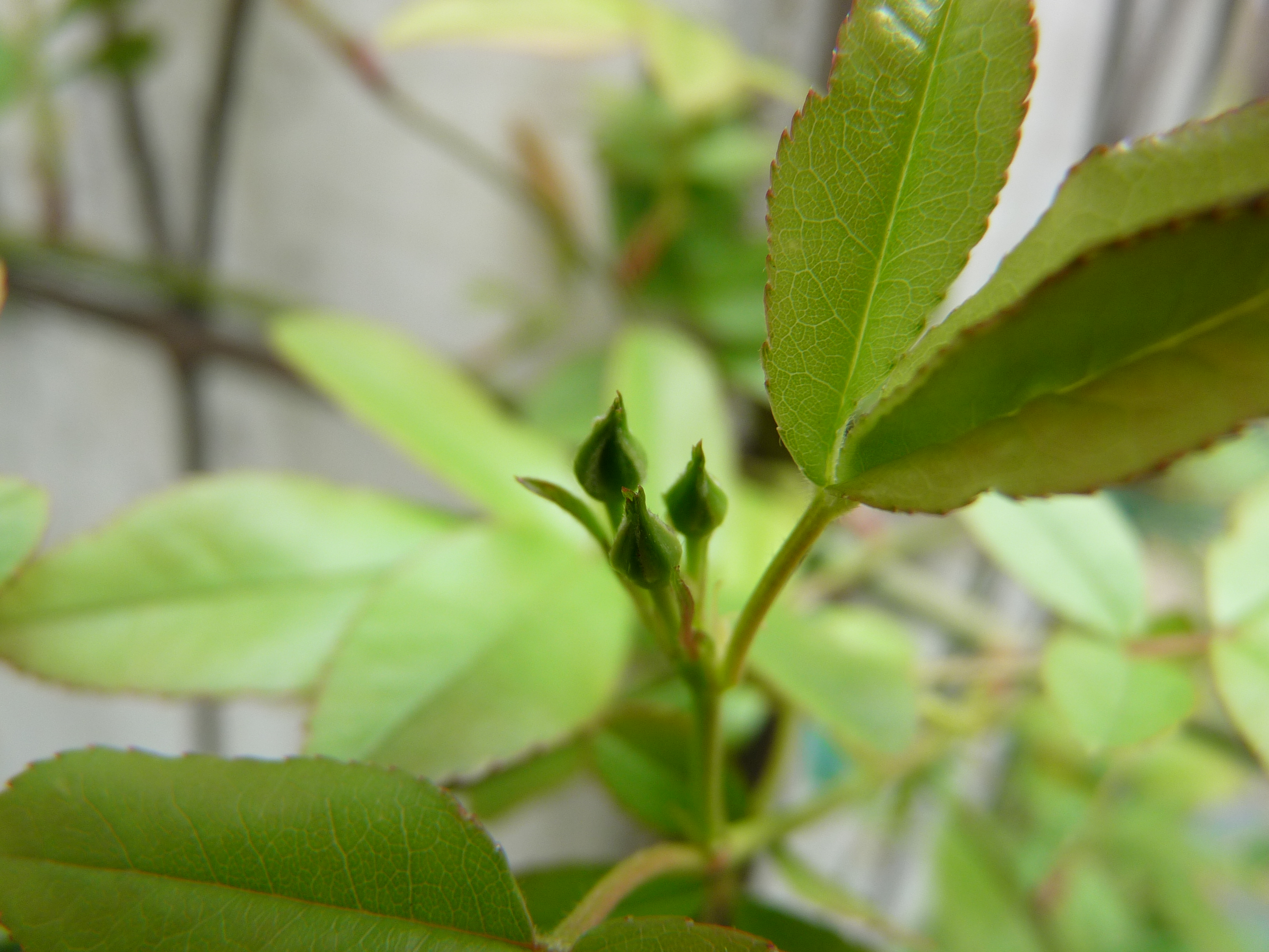 植付けたての白モッコウバラに花芽が～ : 趣味の園芸！バラ・つるバラ