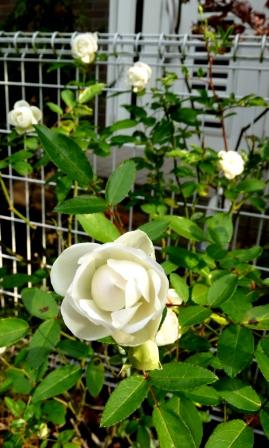 バラ苗 リモンチェッロ 黄色の修景バラが実は 趣味の園芸 バラ つるバラの育て方 植付け 剪定 切り戻し