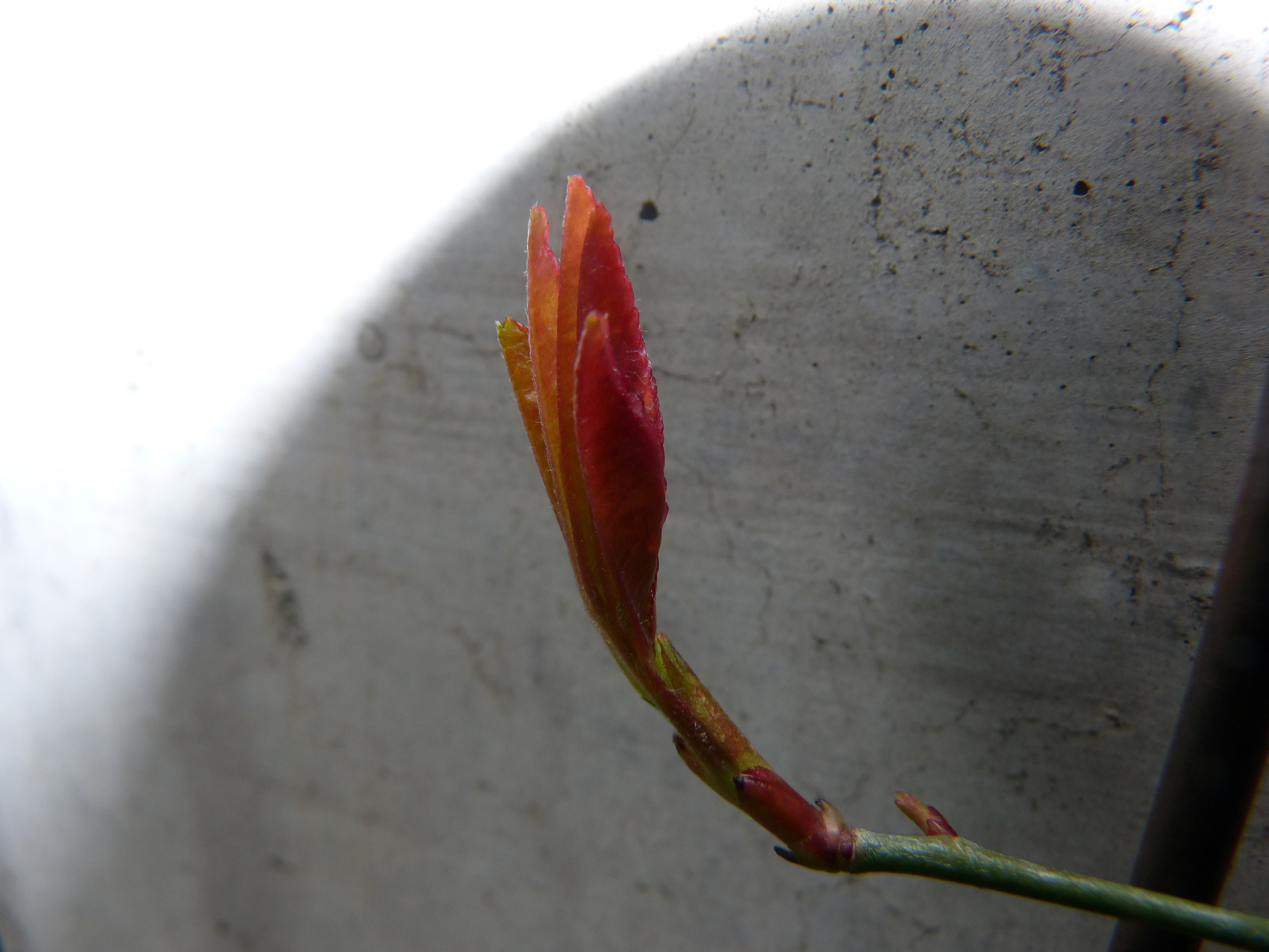 白木香 モッコウ バラ 新芽が まもなく誘引 趣味の園芸 バラ つるバラの育て方 植付け 剪定 切り戻し